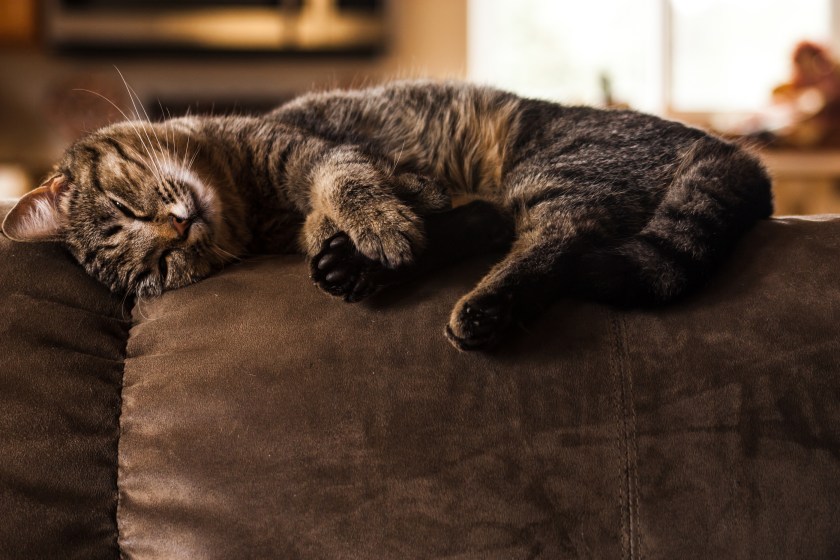 lightstock_11372_medium_blake